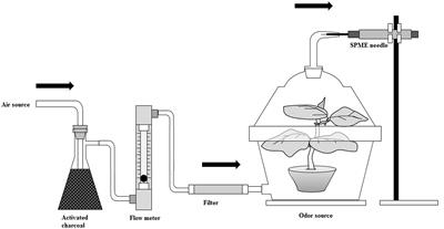 High Level of Nitrogen Makes Tomato Plants Releasing Less Volatiles and Attracting More Bemisia tabaci (Hemiptera: Aleyrodidae)